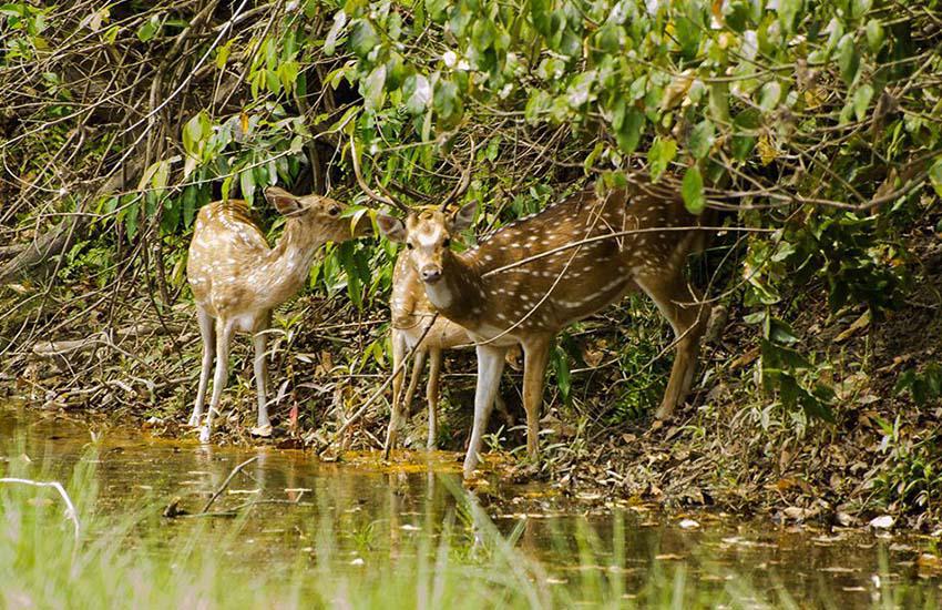 Royal Bardia National Park