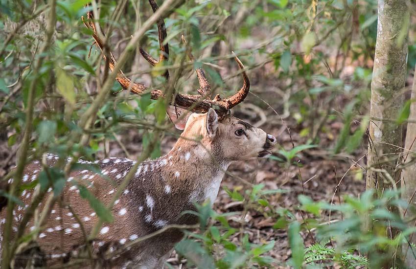 Royal Chitwan National Park