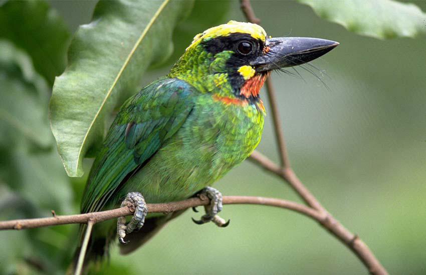 Royal Suklaphanta Wildlife reserve